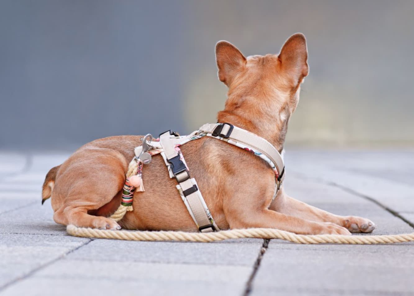 How do you choose the best dog harness?