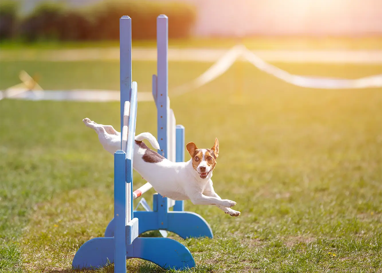 Common mistakes in dog training