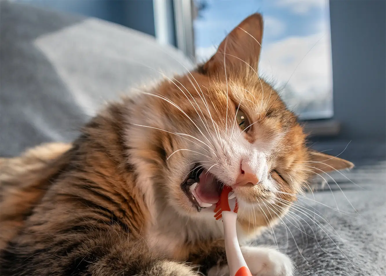 Oral hygiene – how to care for your cat's teeth?