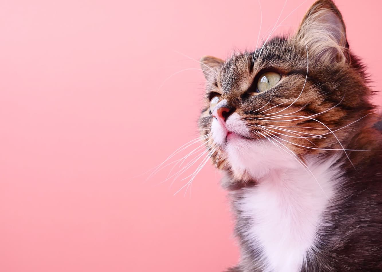 Stress in cats – a multifaceted problem