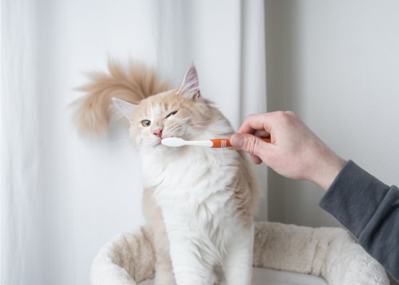 Cat Teeth Replacement — Everything You Need to Know!