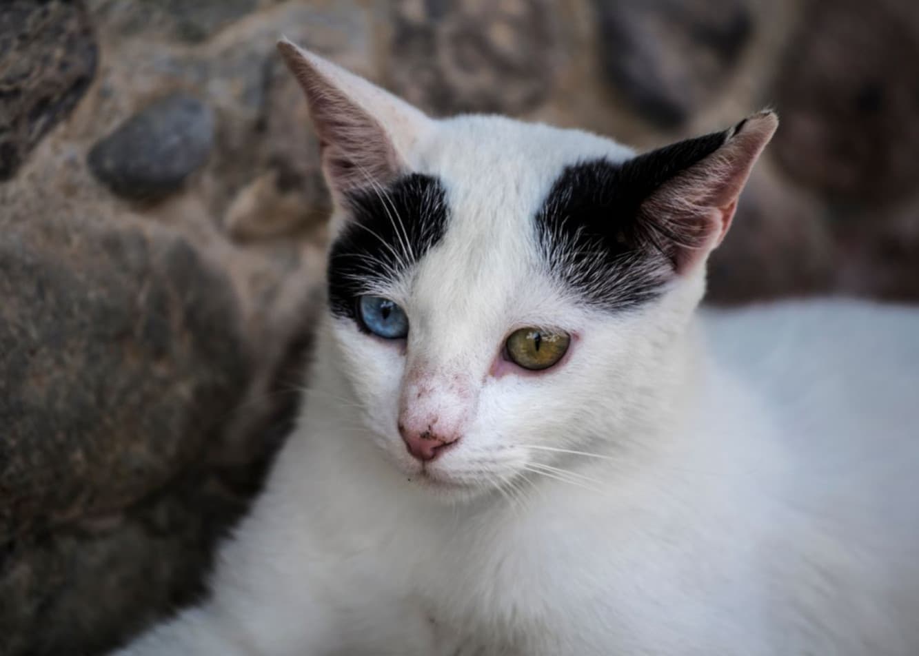 Heterochromia in cats—why do cats have different-colored eyes?
