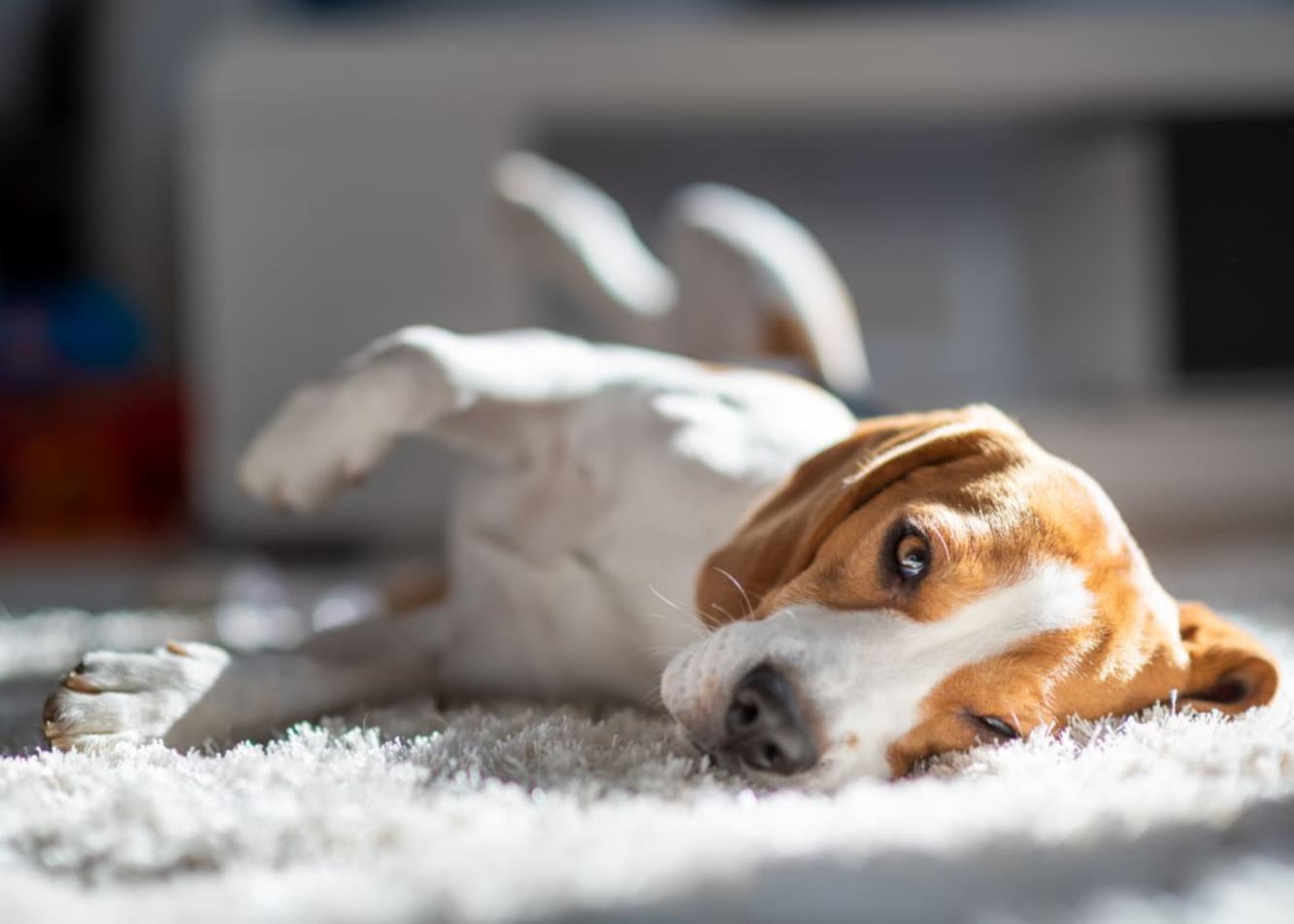 What should you do if your dog eats a dead mouse?