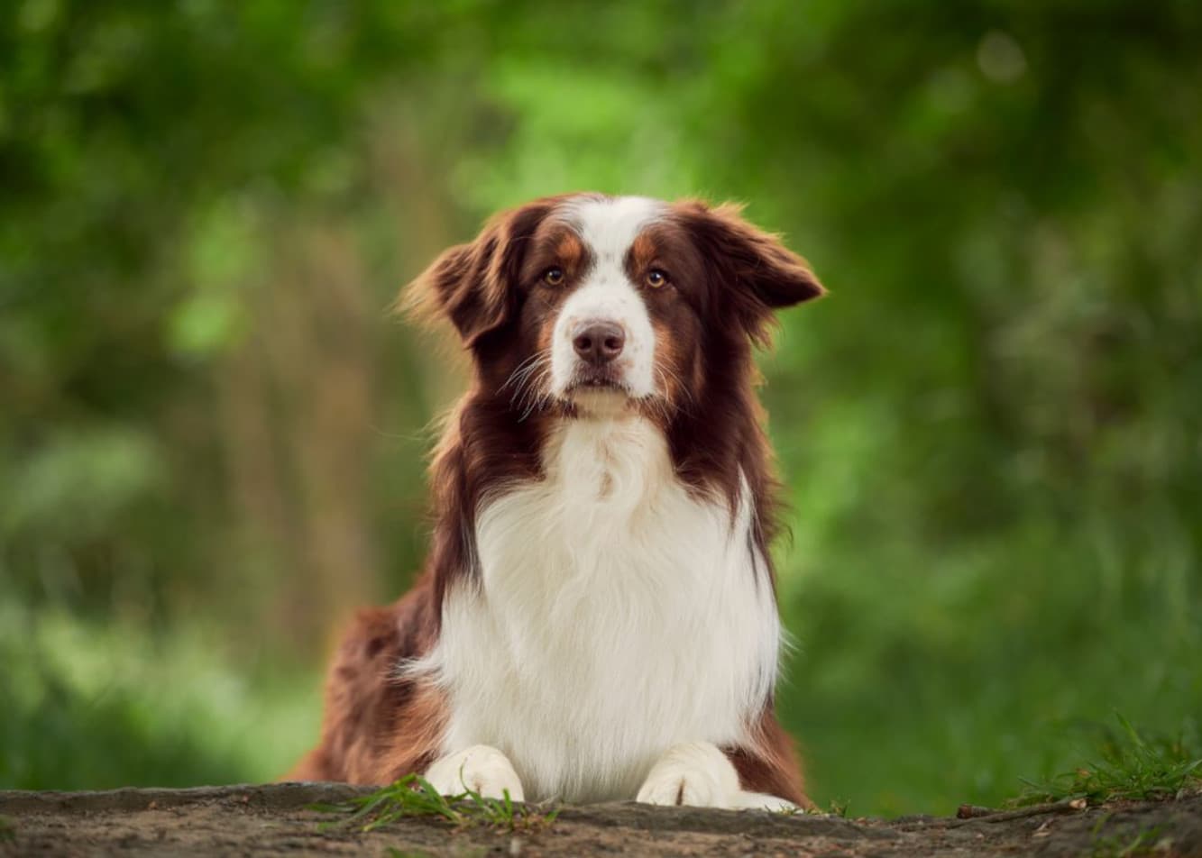 What is the herding instinct, and how does it manifest in dogs?