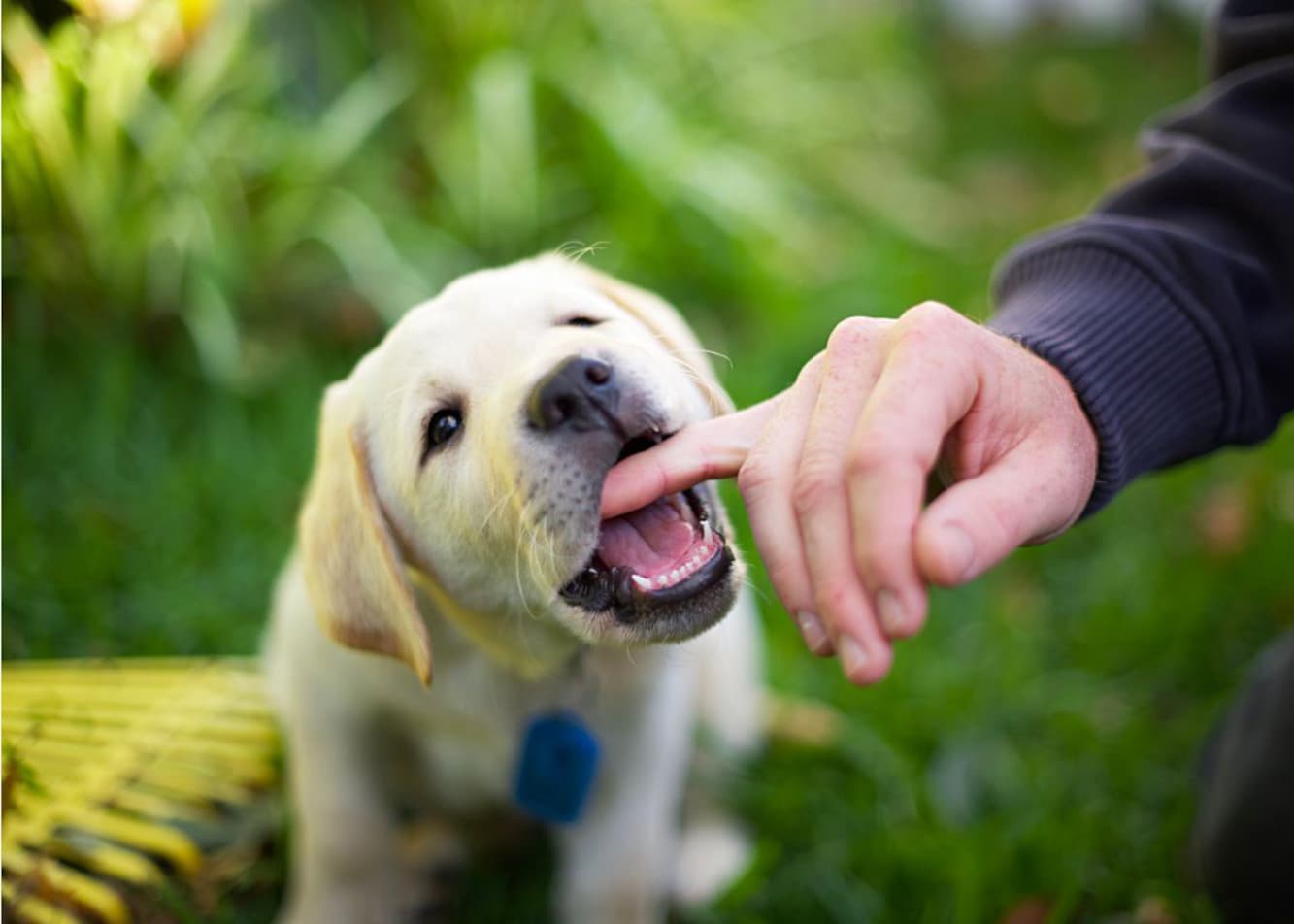 What should I do if my dog nips at me?