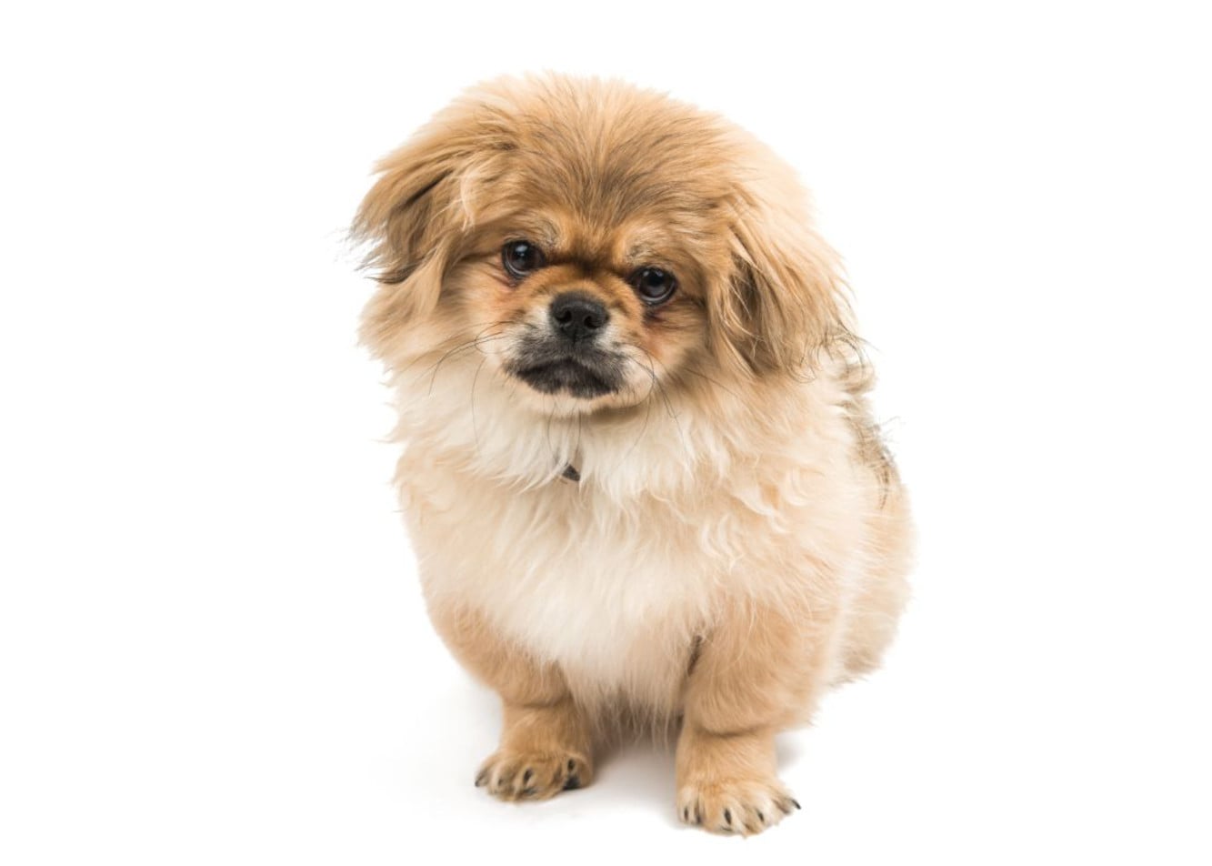 What do you need to know about Pekingese dogs?