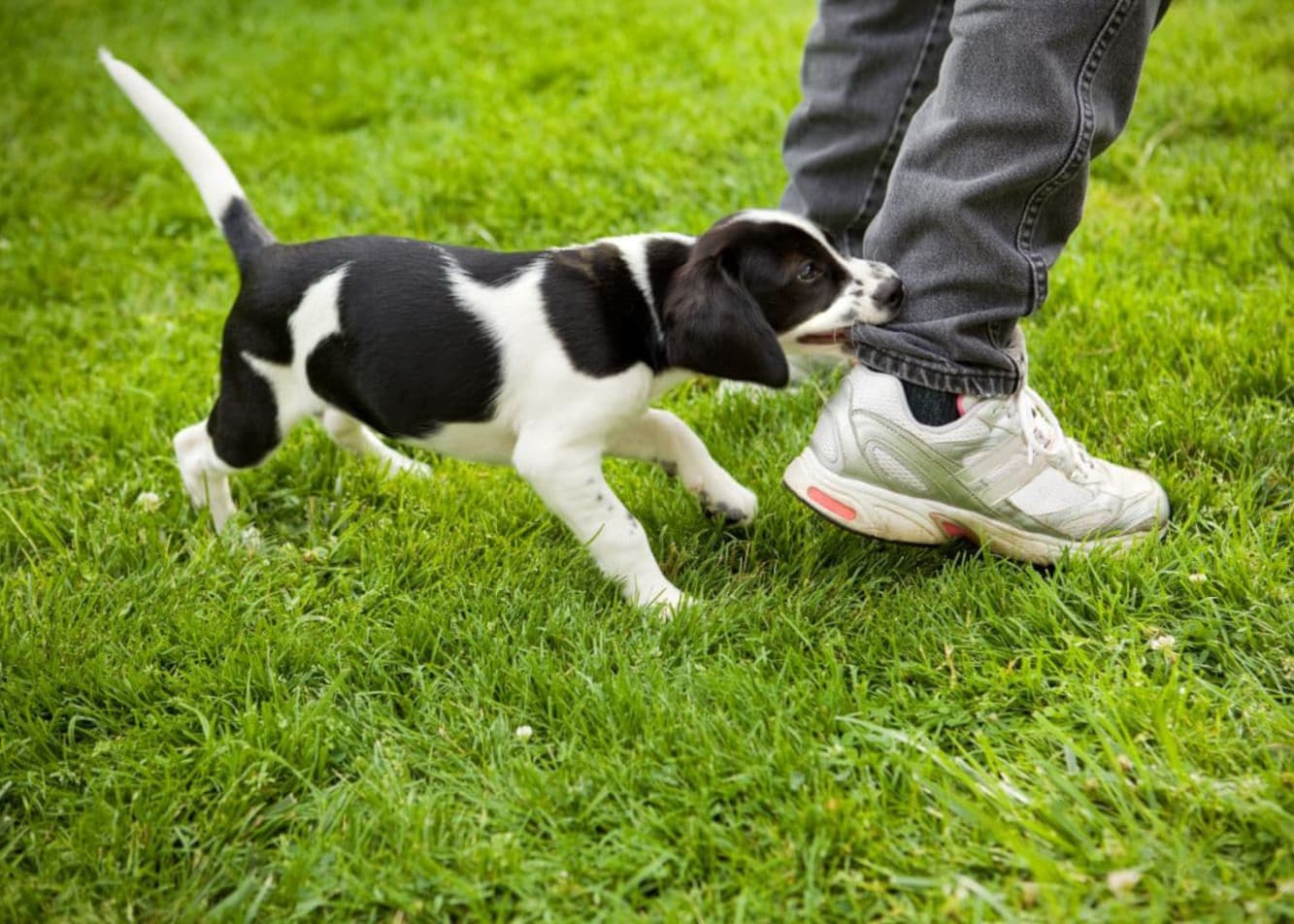 An aggressive puppy at home – how do you handle this situation?