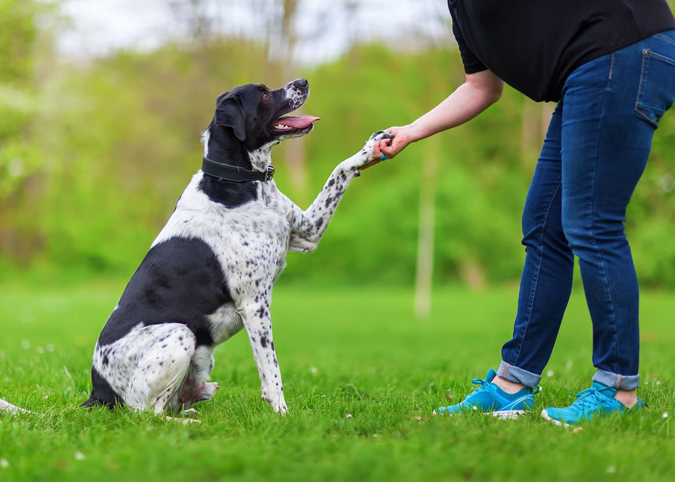 Dog behaviorist—who is this profession for?
