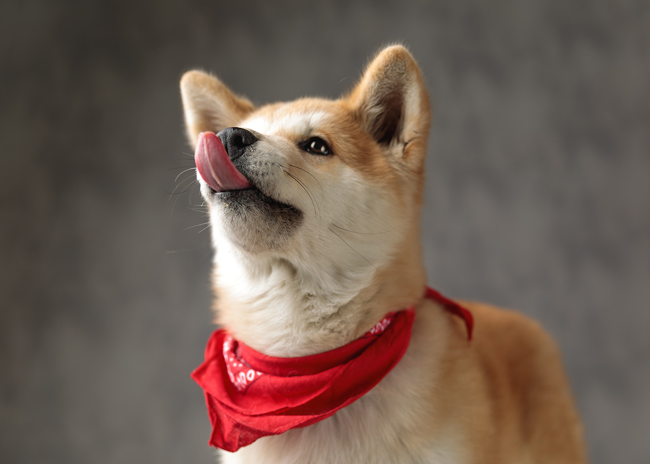 Why is my dog always hungry?