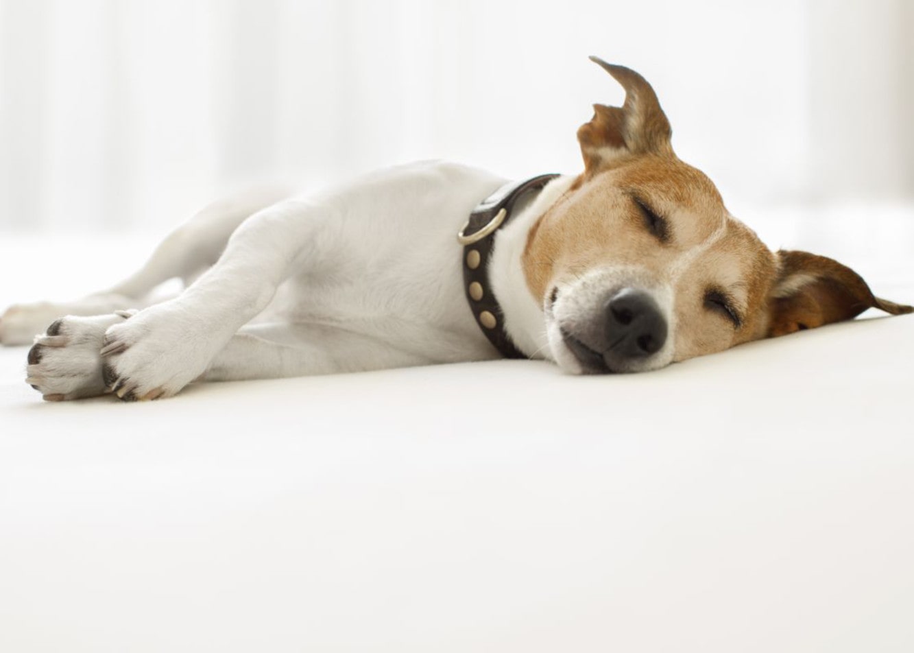 Symptoms and Treatment of Hypothyroidism in Dogs