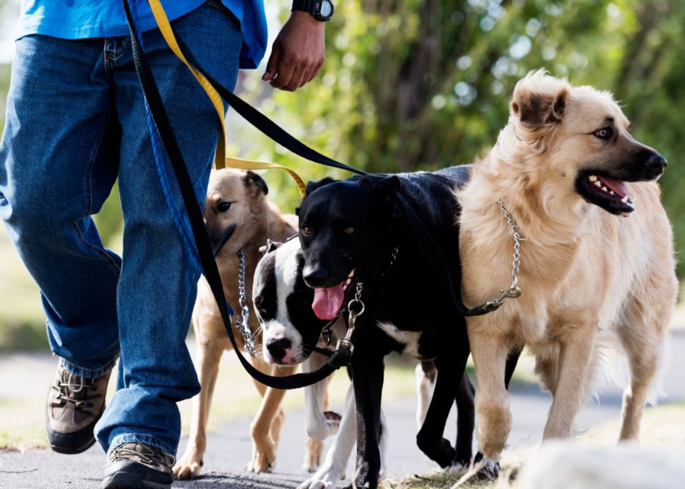 How can I teach my dog to control itself around other dogs?