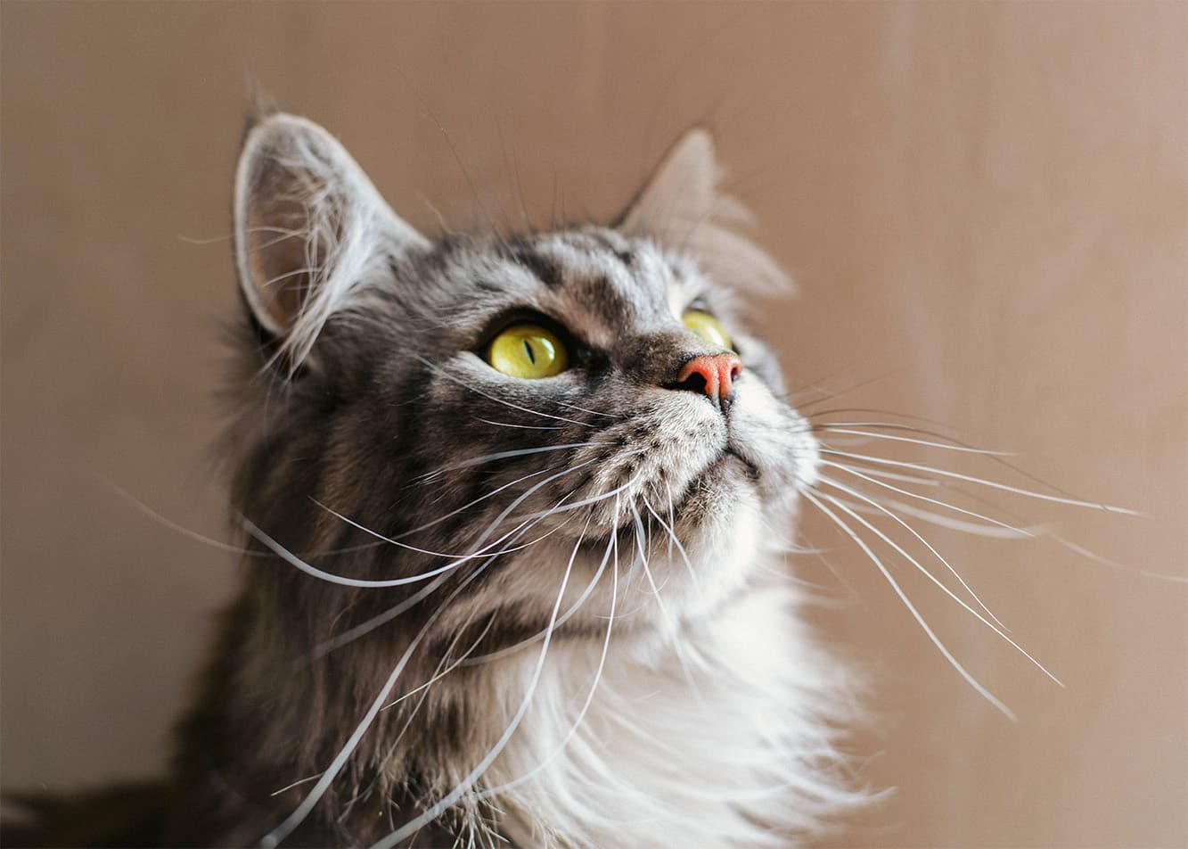The medical needs of senior cats