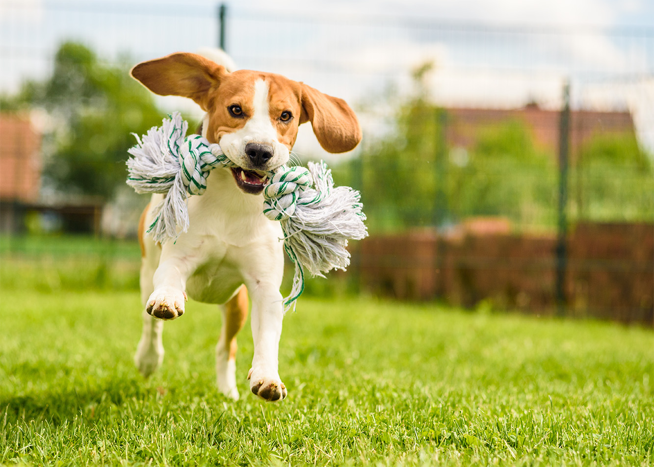 Dog parks