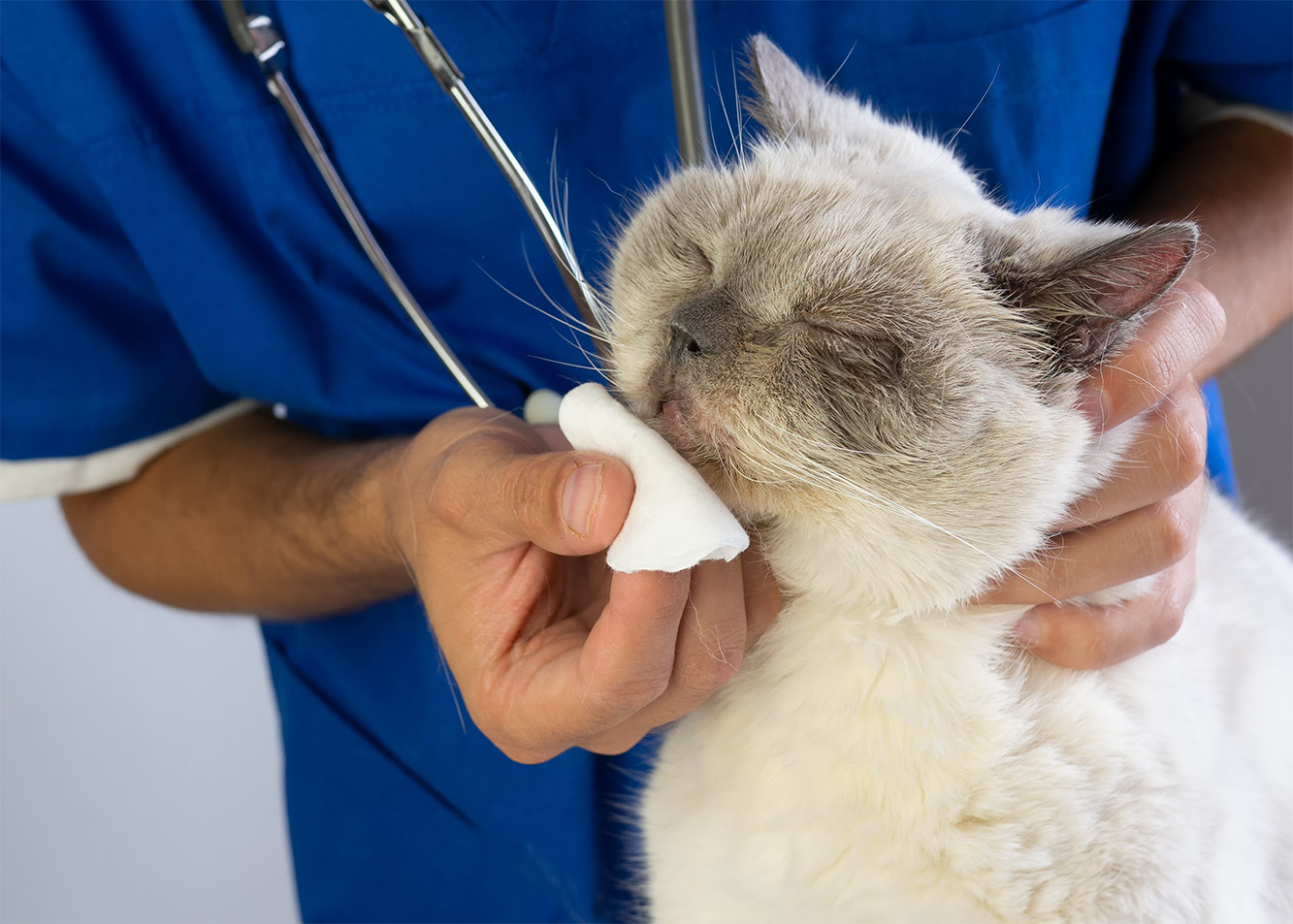 Cat flu
