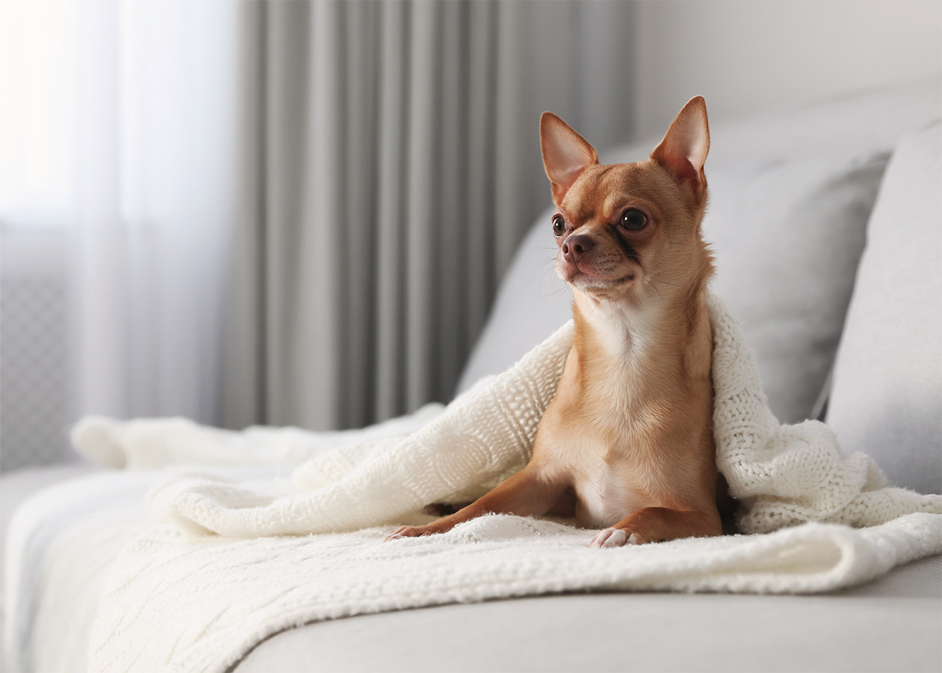 Aggression in small dogs