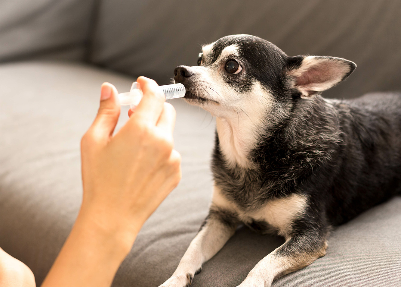 Pharmacology – a quick fix or a solution for behavioral problems?