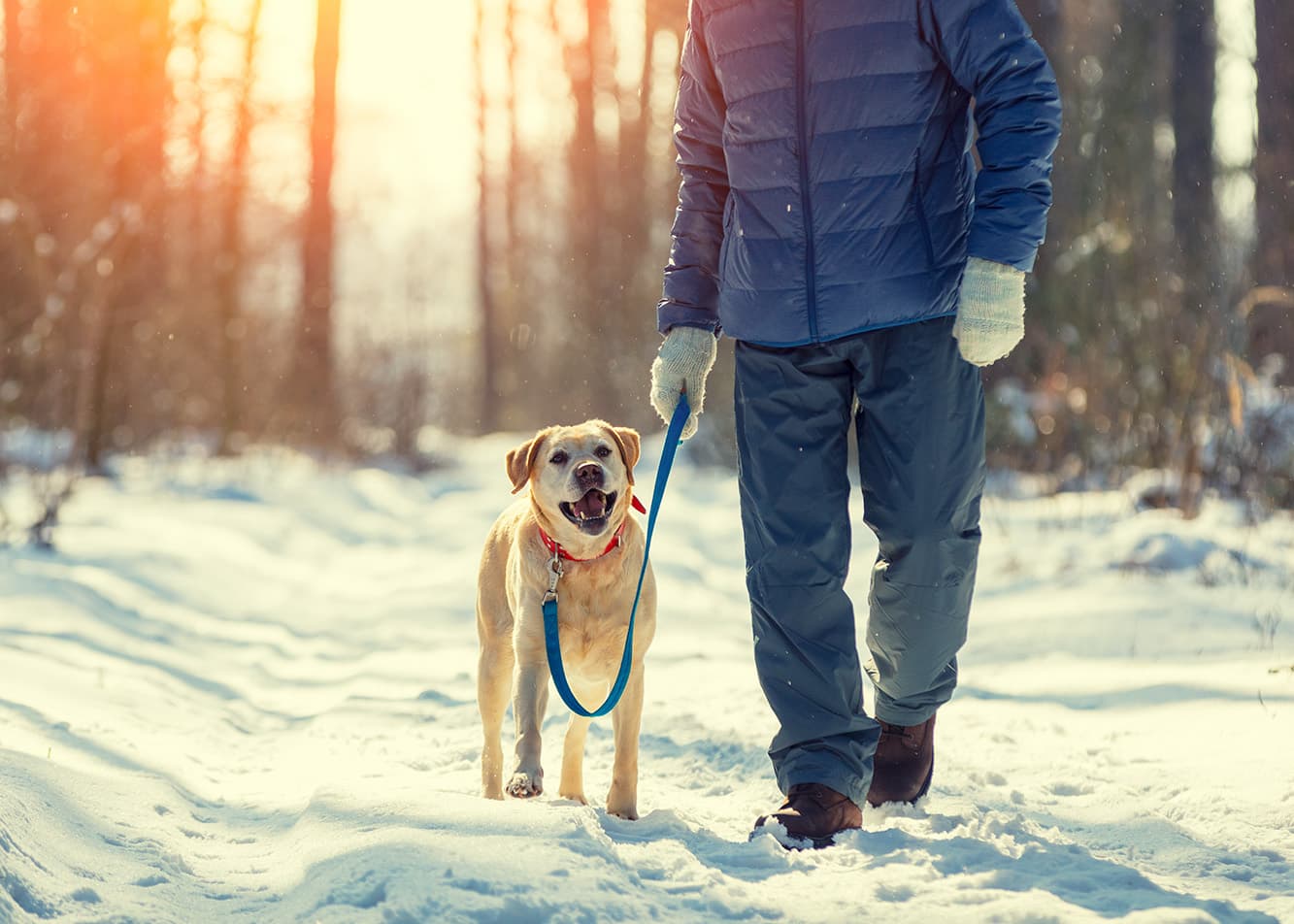 The Impact of the Owner's Emotions on the Dog's Behavior
