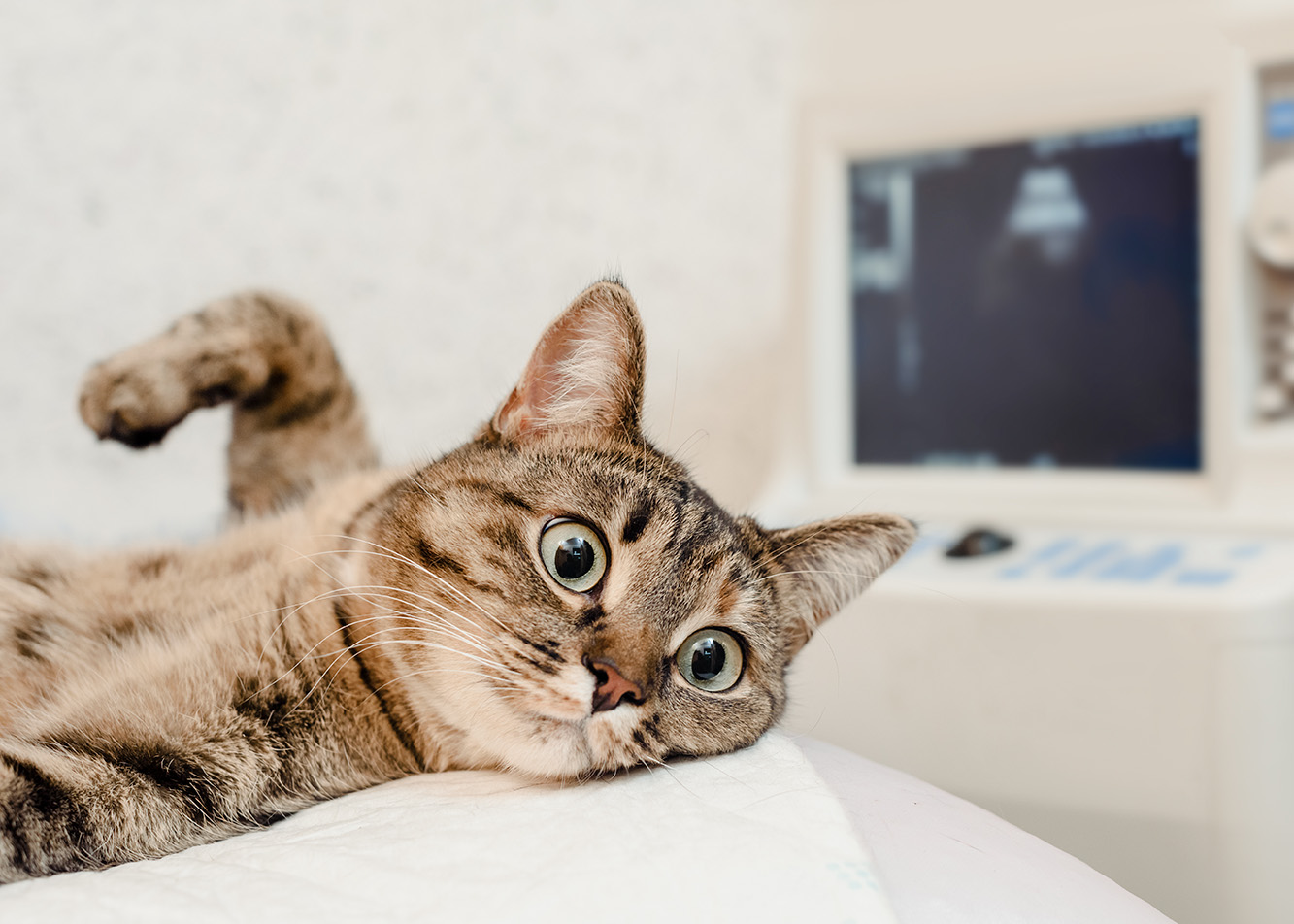 Parasite prevention and parasitological testing in cats