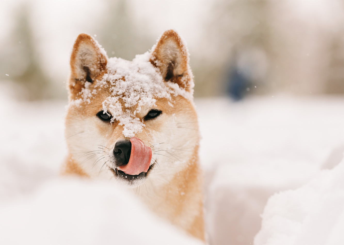 A reactive dog