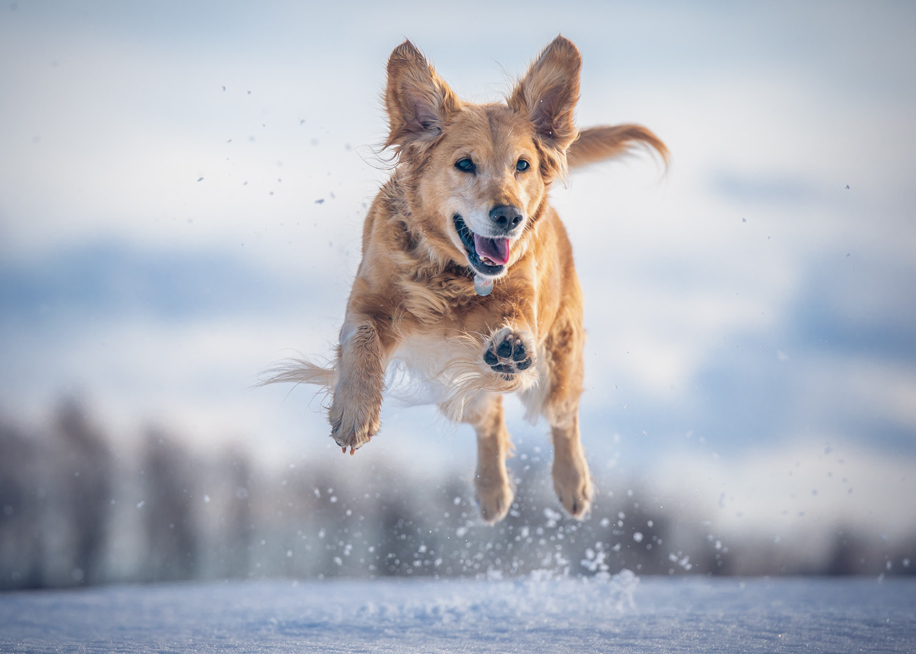 How do you prepare your dog for winter?
