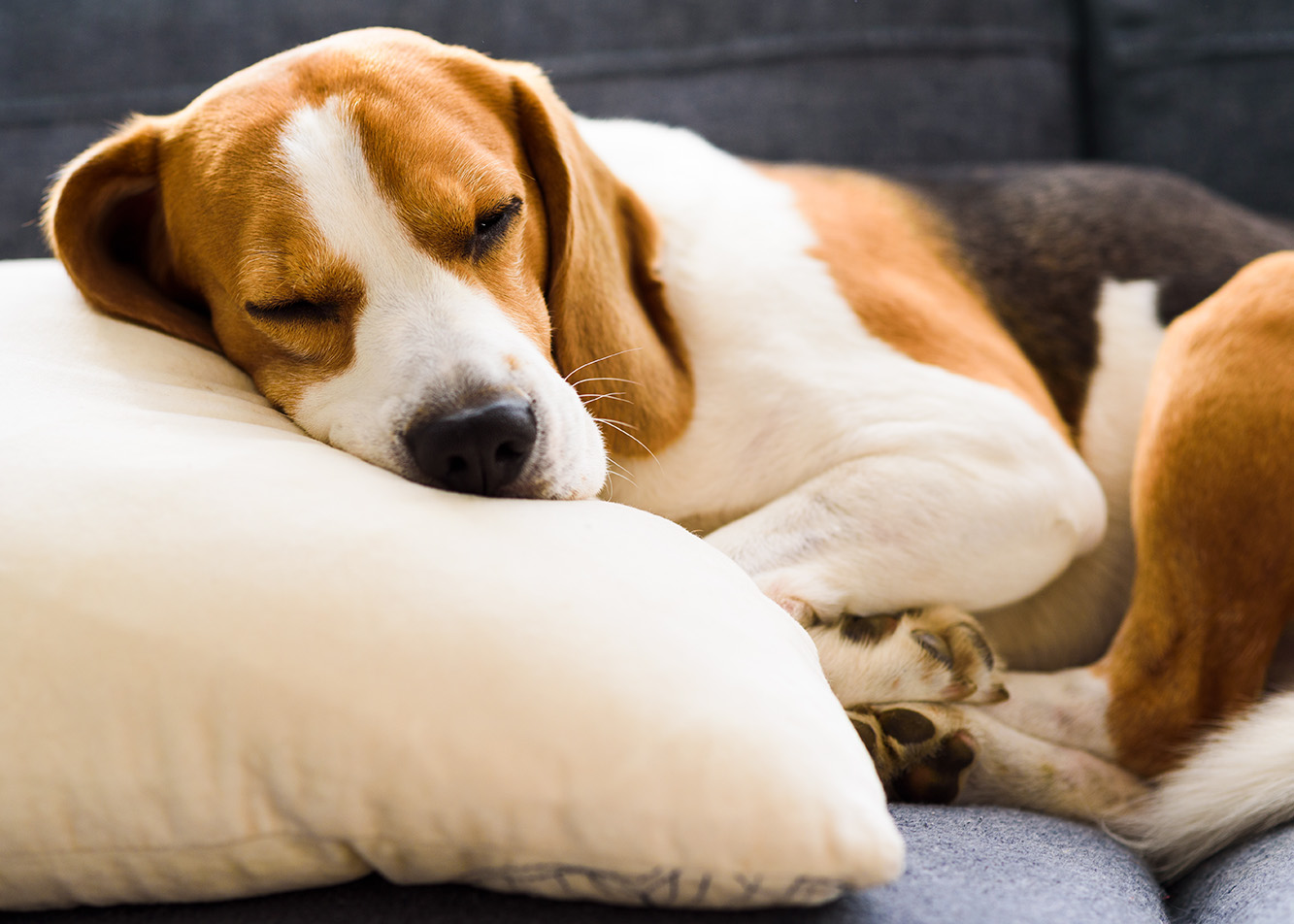 My dog isn't resting. How to teach him that?
