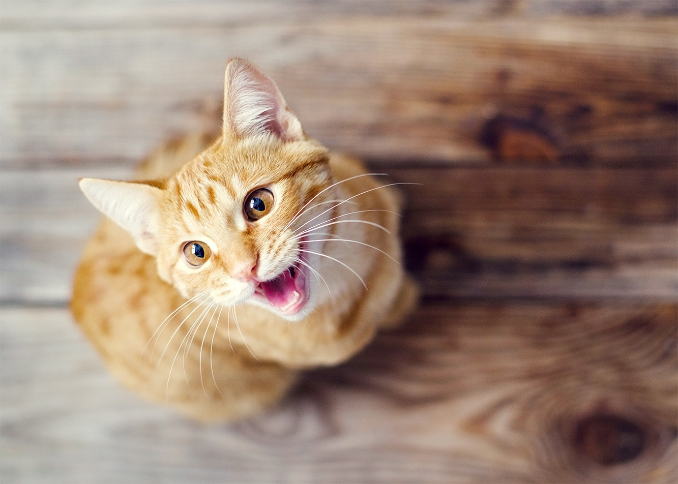 What is your cat trying to tell you?