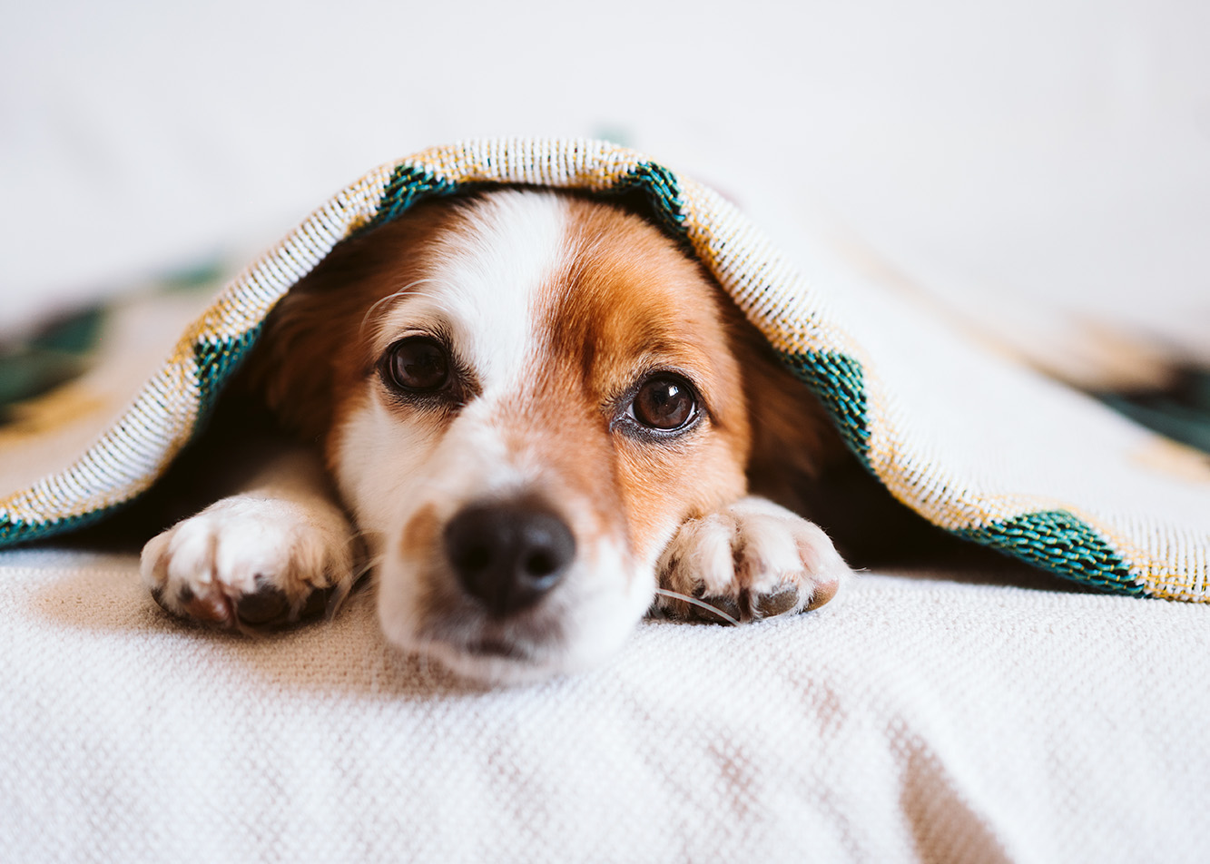 How can you prepare your dog for New Year's Eve?