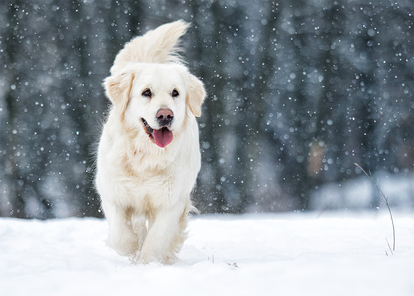 How can you prepare your dog for winter?