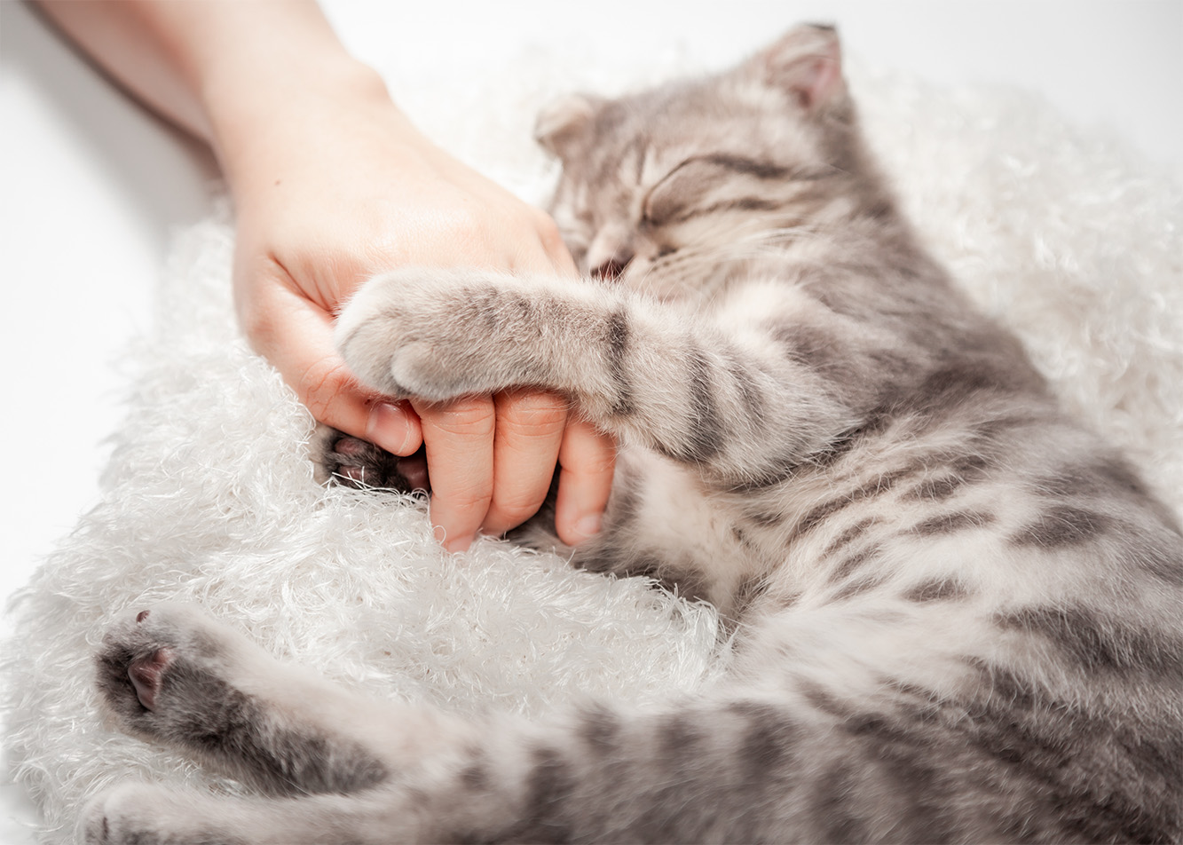 Cat love—different from human love, but love nonetheless. Can a cat love its owner?? 