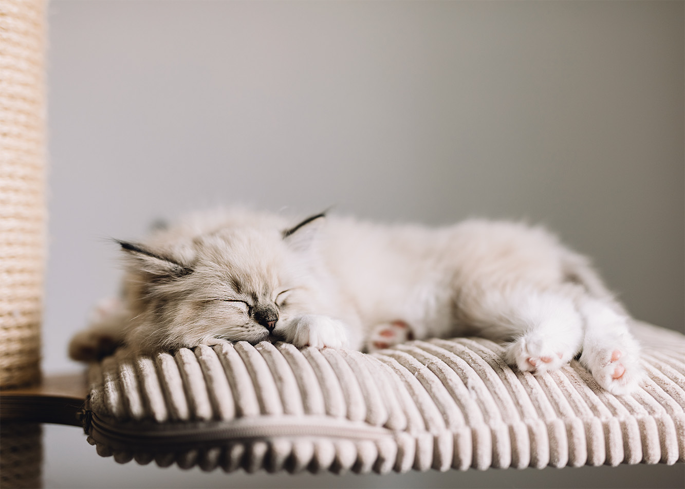 Everything You Need to Know About a Cat's Purring