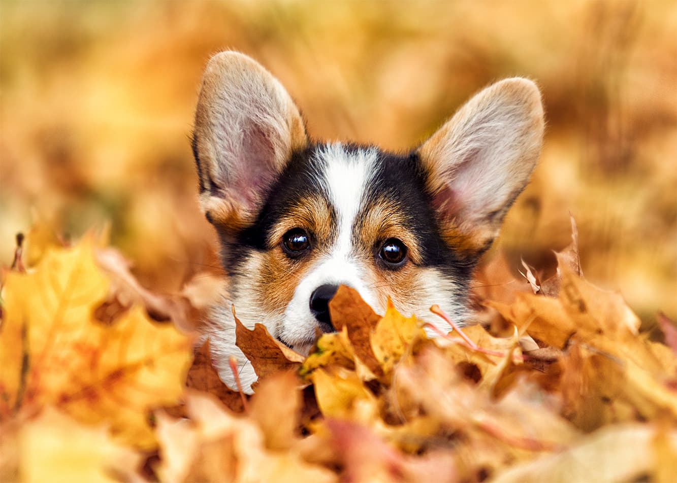Why does a puppy—or even an adult dog—pee in unwanted places?