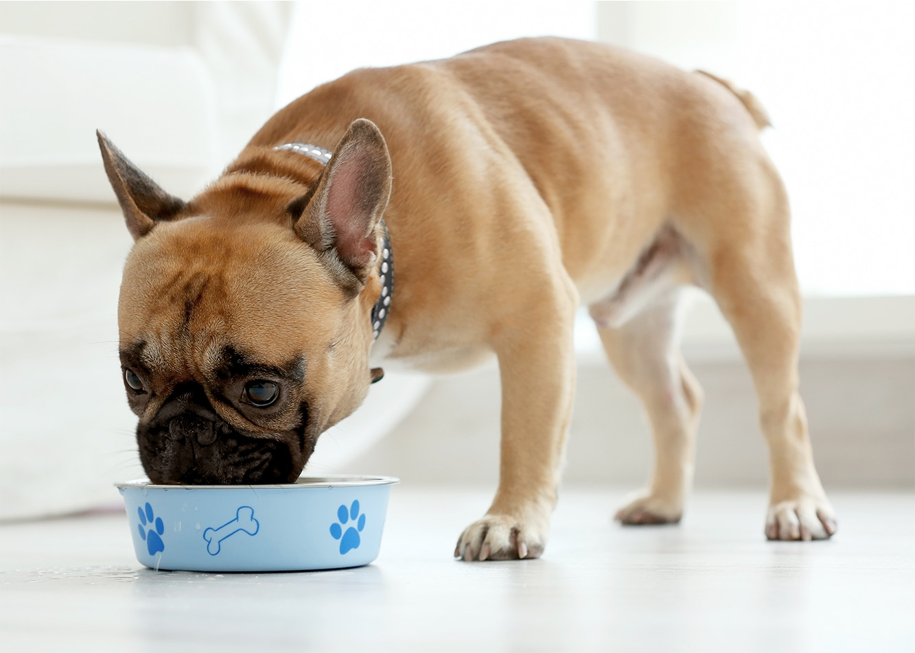 Potatoes and tomatoes in a dog's diet?