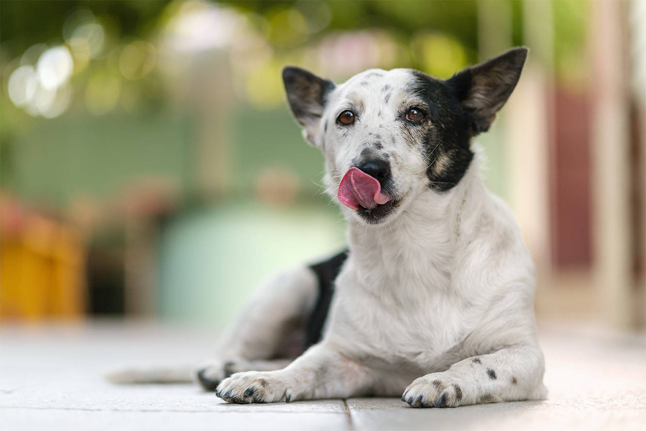 Chicken in a dog's diet