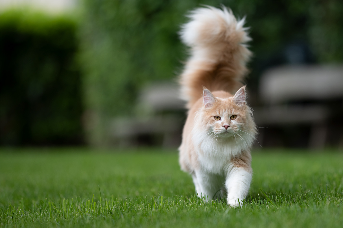 A cat's tail—what does it tell us?