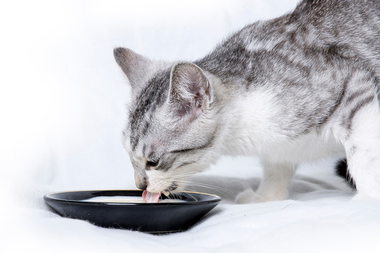Can cats drink milk?