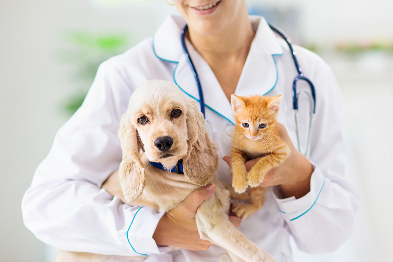 Skin Diseases in Dogs and Cats—How to Deal with Them?