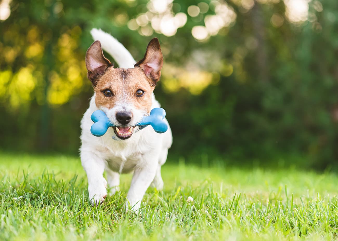 How to strengthen dogs' joints and bones? Prevention of joint diseases