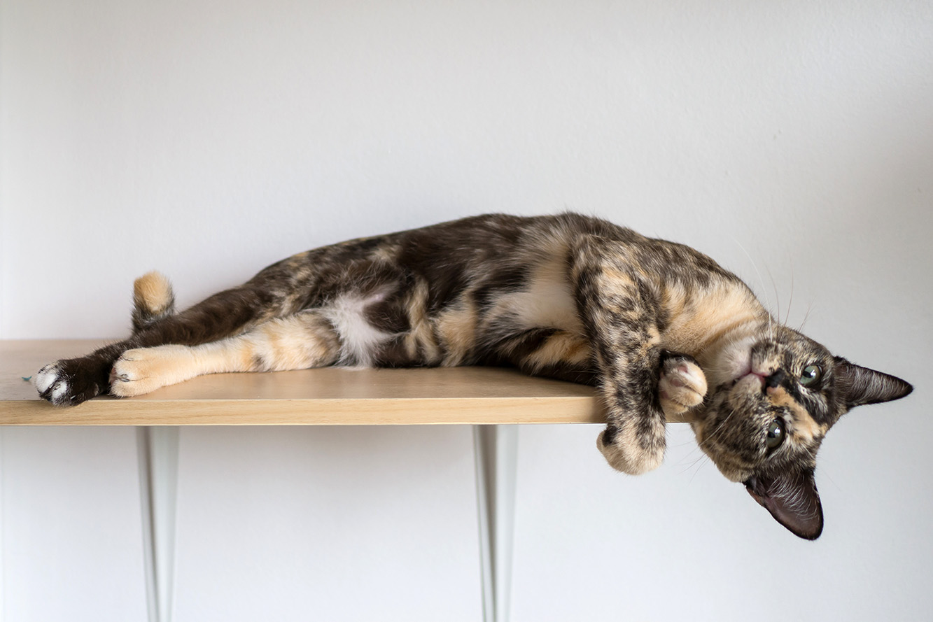 Cat shelves – what should you know?