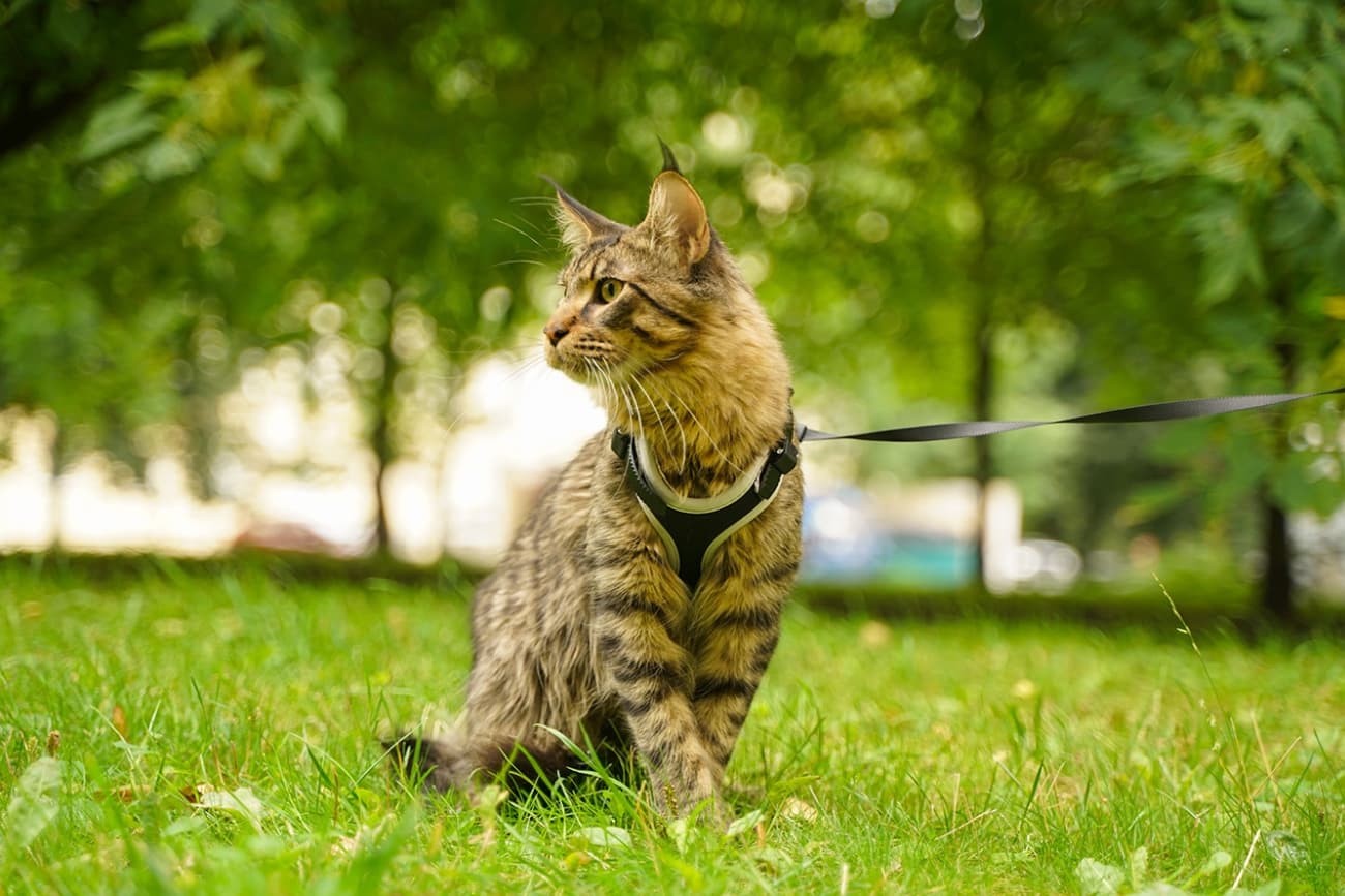 What's the deal with taking cats for walks?