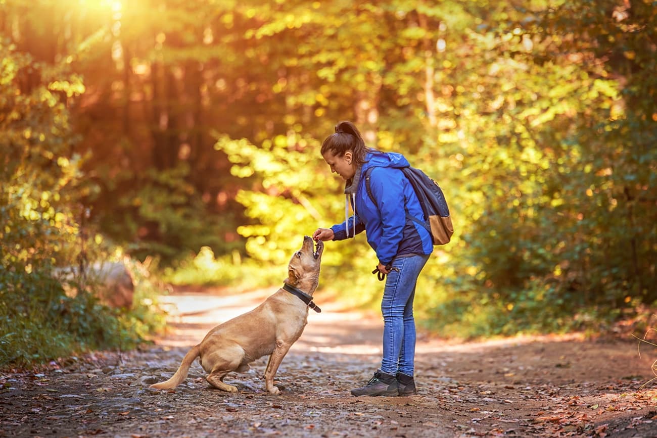 Which feeding method should you choose for your dog?