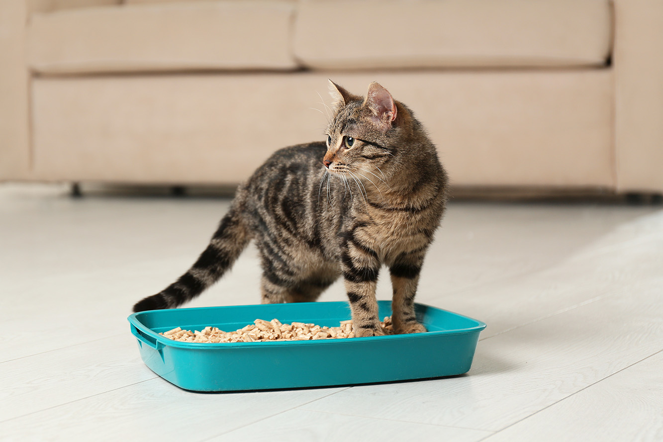 Cat litter box – what should you keep in mind?