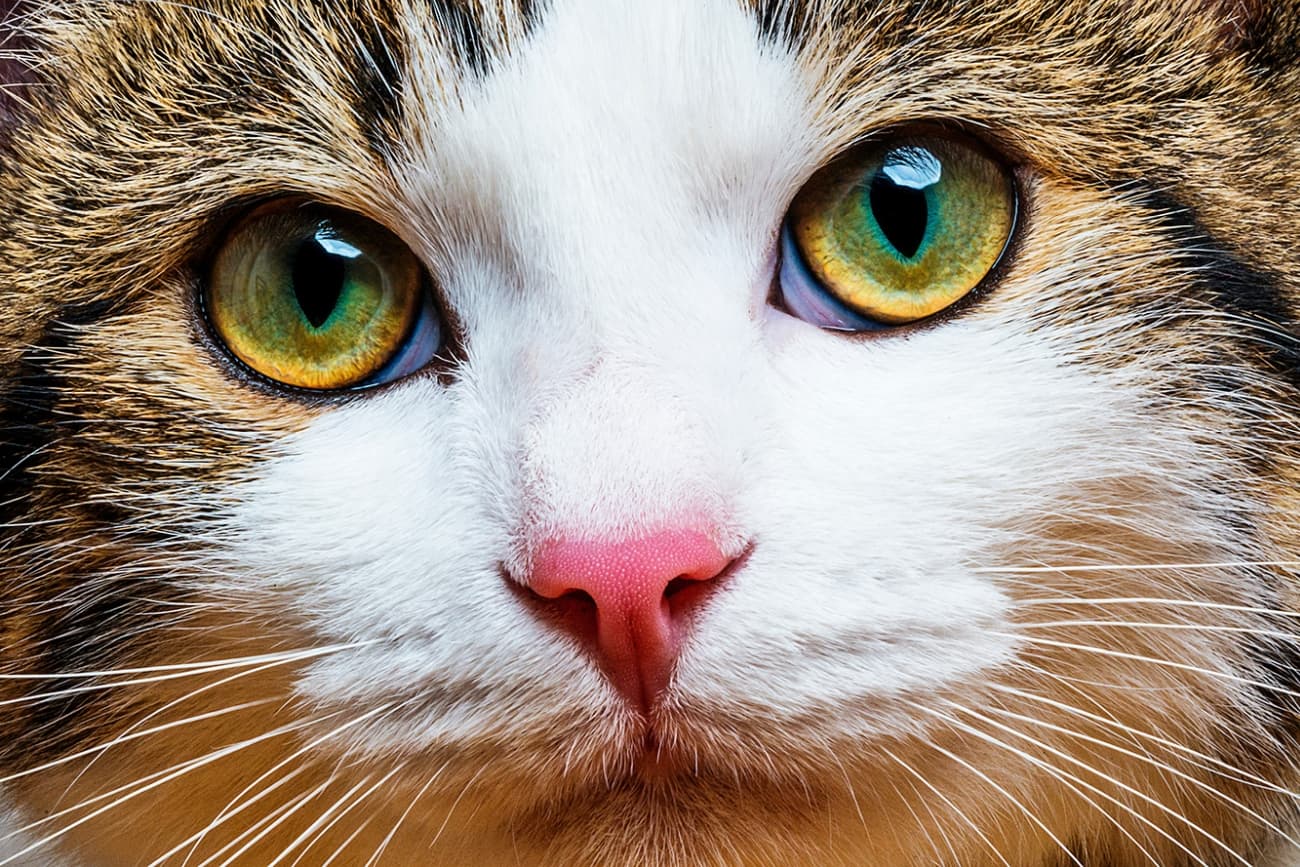 Eye problems in cats – what should you do?