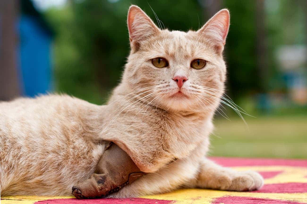 How do you care for a cat with a disability?