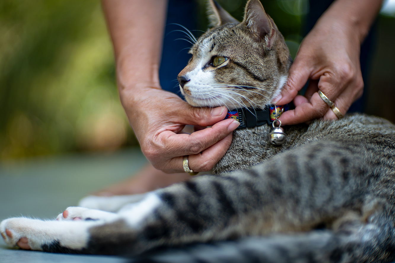 A harness or a collar—which is better for a cat?
