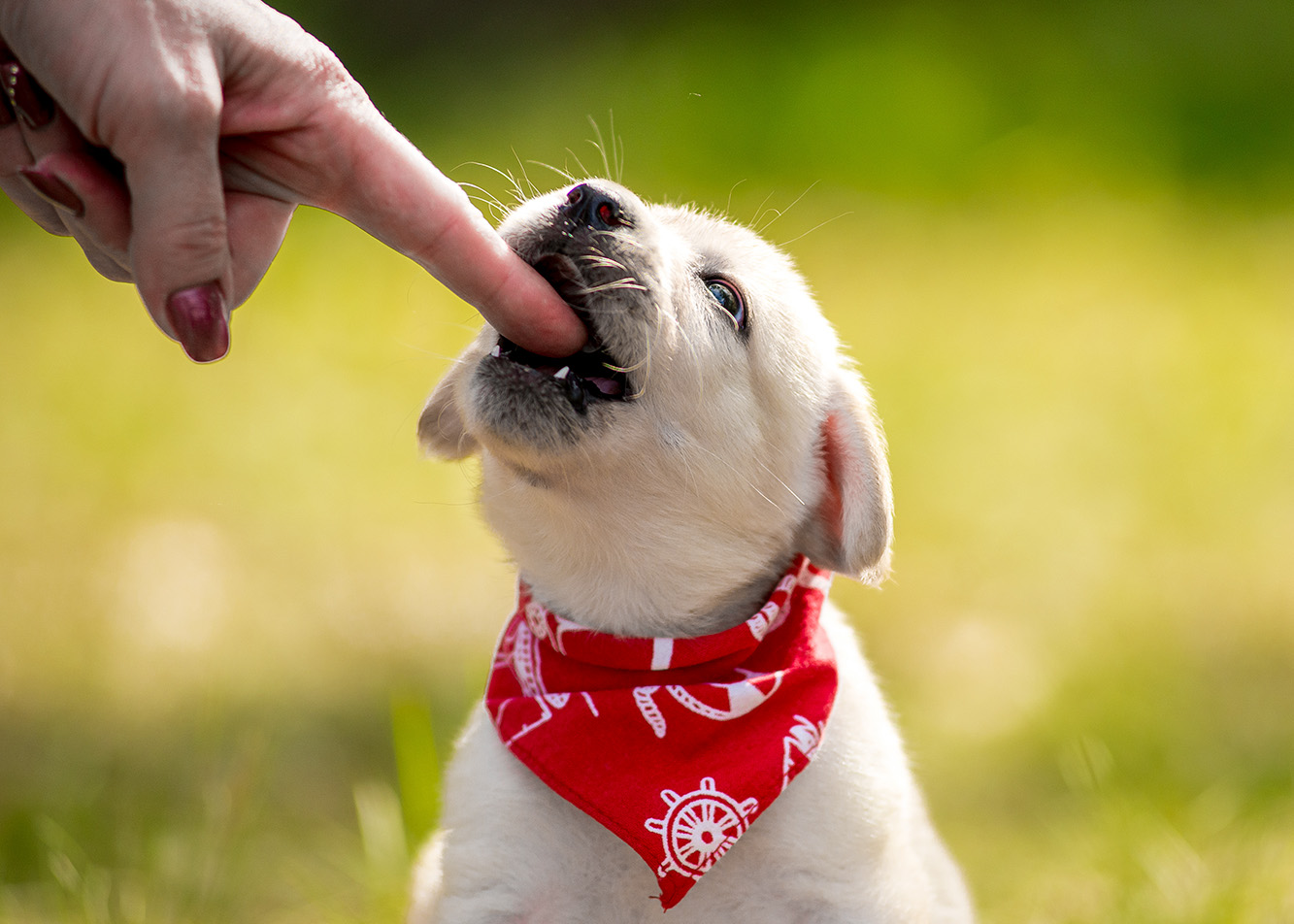 Puppy biting and aggression in dogs – why should you see a specialist?