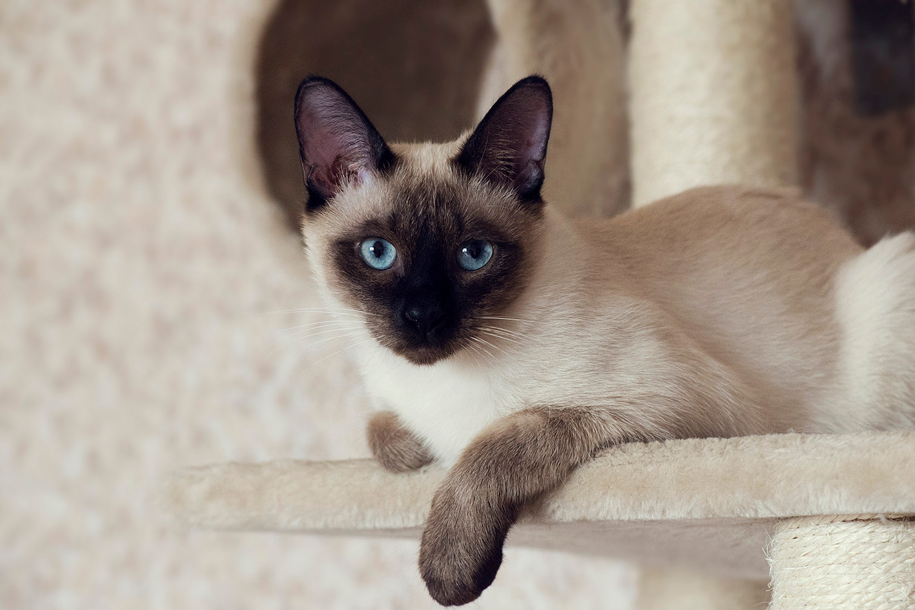 A lively presence at home: what should you know about Siamese cats?