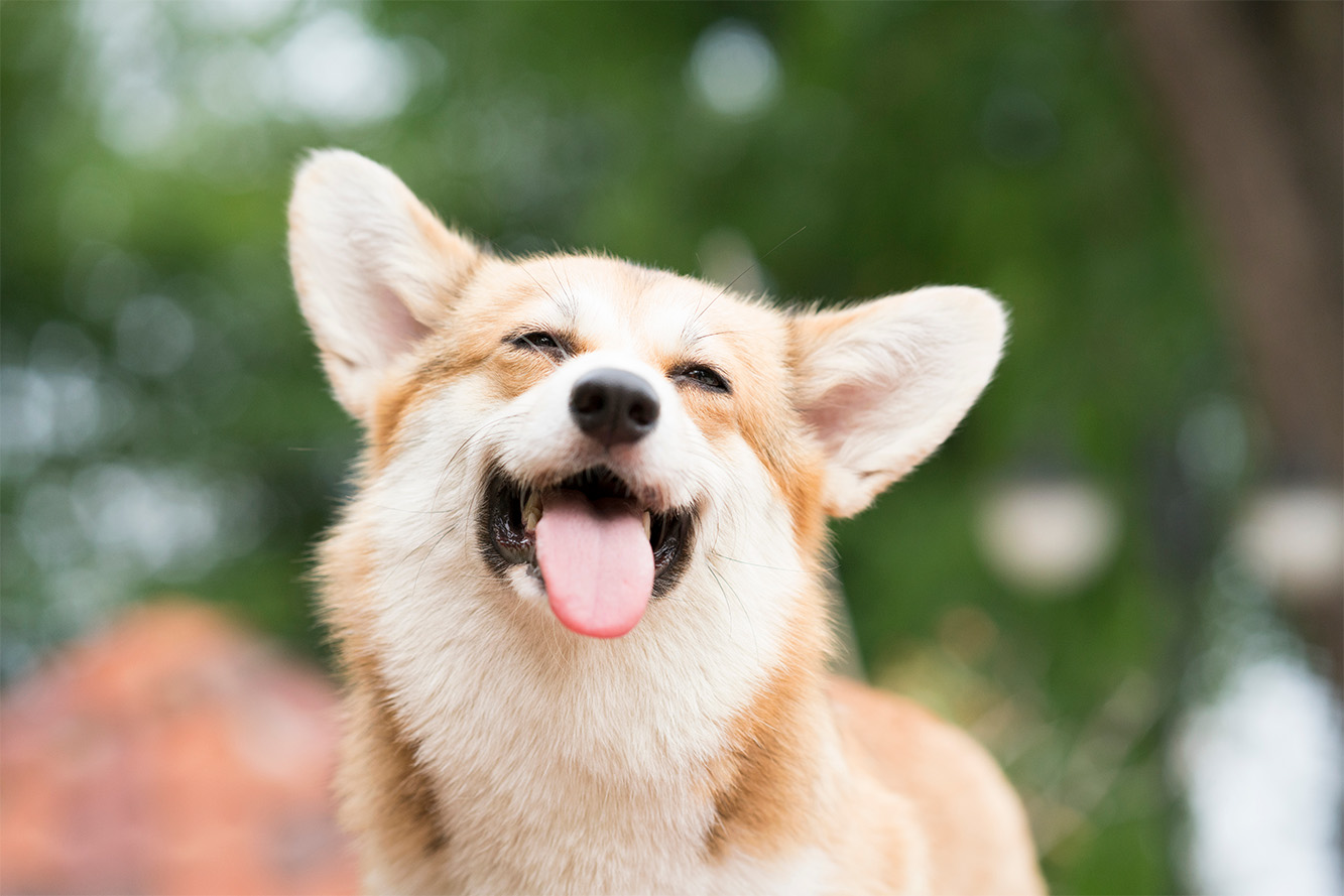 Rules for the “Celebrate Dog Day with the Noteć Valley” Event