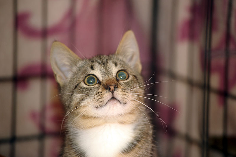 Breeding purebred cats – what do you need to know before choosing?