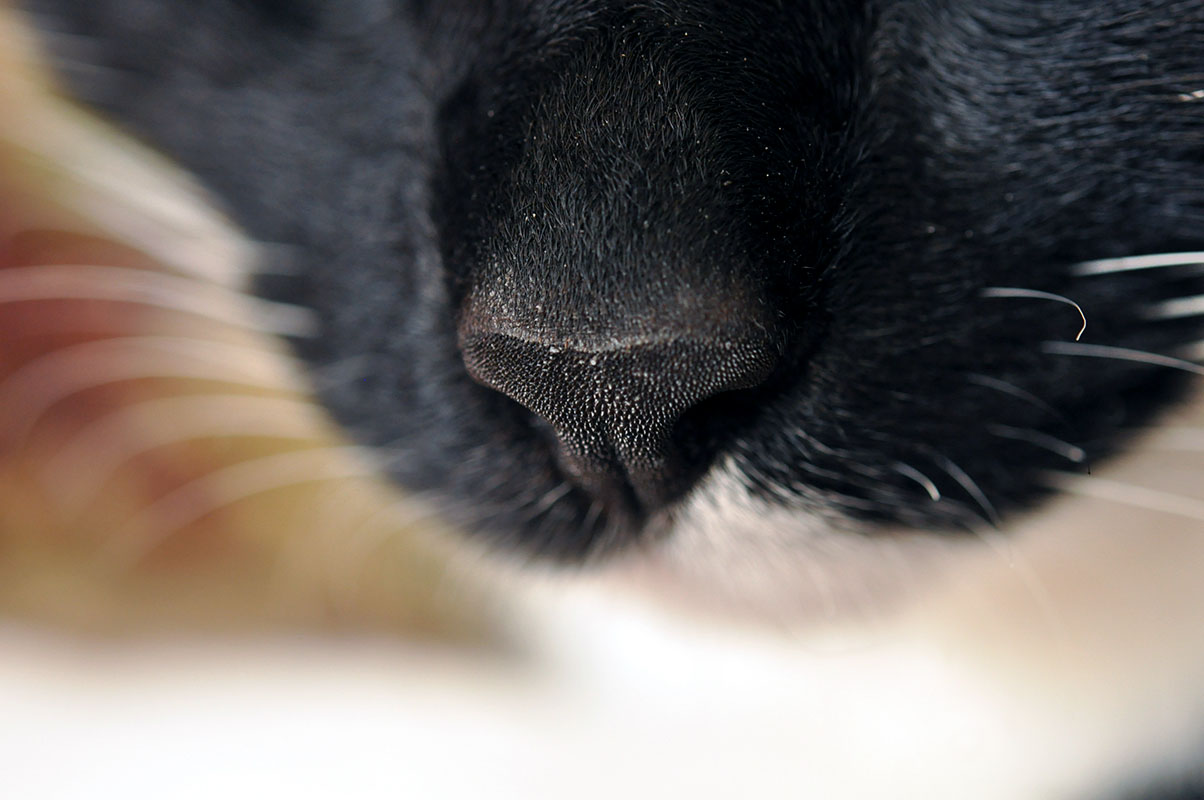 The sense of smell – a key attractant
