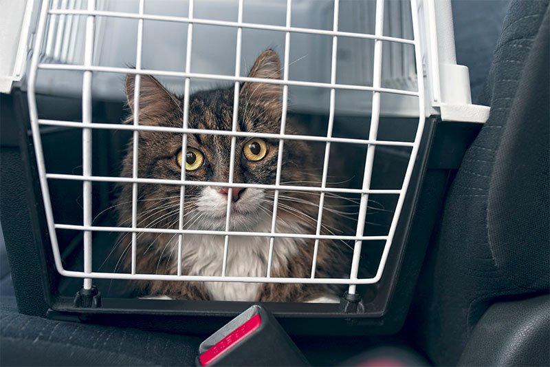 Cat Safety While Traveling